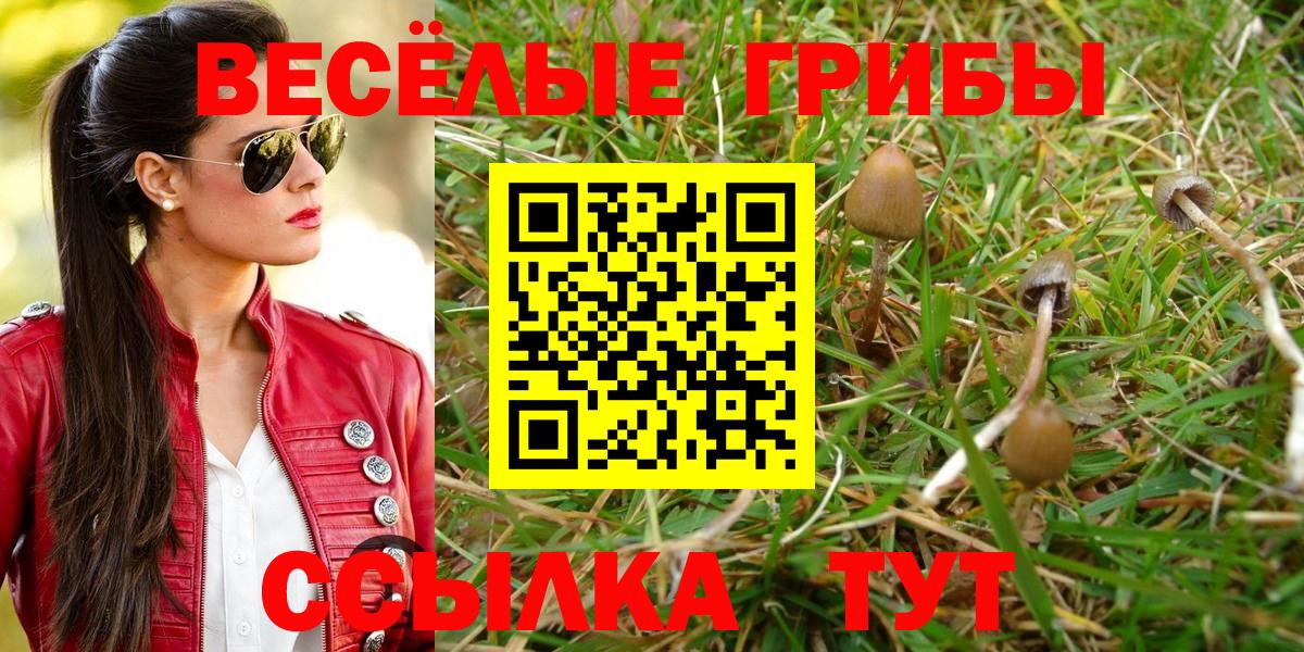 Галлюциногенные грибы Cubensis Ковров